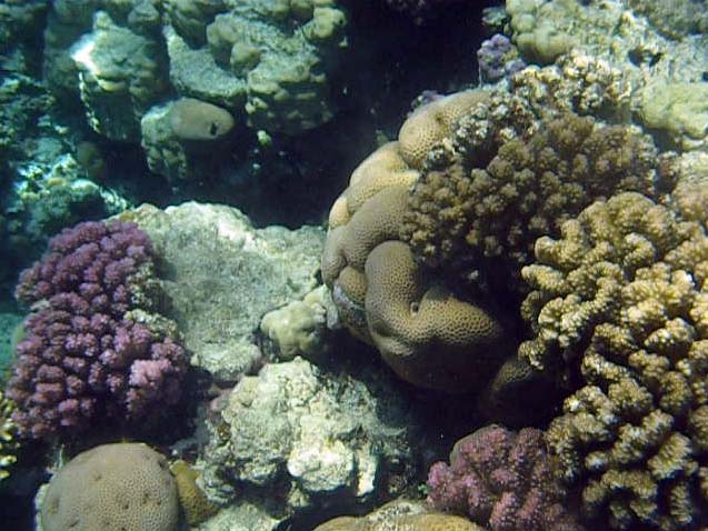 Koraller ved Ras Umm Sidd