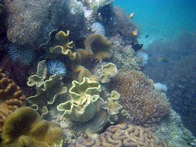 Flot koralrev ved Bongoyo