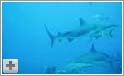 Nærgående hajer ved Roatan - Honduras