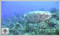 Pigrokke og skildpadde - Belize