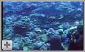 Dykning ved Moorea - Fransk Polynesien