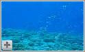 Dykning med hajer ved Bora Bora - Fransk Polynesien