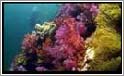 Flotte farverige koraller ved Hin Daeng