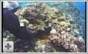 Flot film om Tubbataha Reef i Filippinerne
