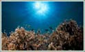 Tubbataha Reef i Filippinerne