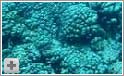 Koralrev ved Aruba