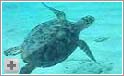 Havskildpadde ved Aruba