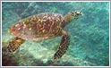 Snorkling Seychellerne