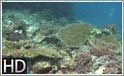 HD Video: Fantastiske koralrev i Indonesien