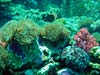 Søanemoner og blødkoral