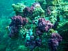 Smukke blødkoraller ved Perhentian Islands