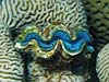 Stor musling blandt koraller