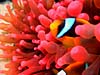 Klovnfisk gemmer sig i smuk rød søanemone