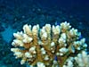 Smuk koral i Dahab