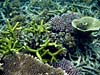 Flotte koraller ved Lang Tengah