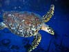 Smuk havskildpadde ved Curacao