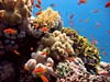 Perfekte koraller i Dahab