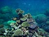 Smukke koraller ved Great Barrier Reef