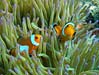 Klovnfisk i deres søanemone