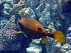 Boxfish i Marsa Alam