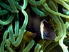 Mørk klovnfisk i grøn søanemone i Masbat Bay