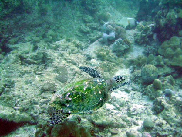 Havskildpadde på Seychellerne