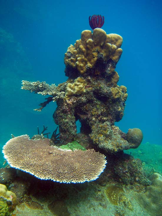 Koralsøjle ved Perhentian Islands