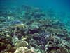 Koralrev i Masbat Bay