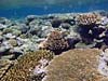 Revkant ved Great Barrier Reef