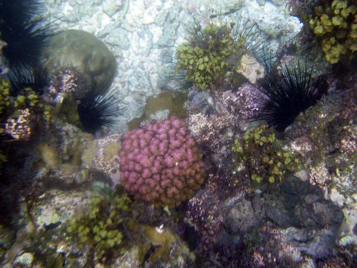 Koraller ved Anse Soleil - Seychellerne