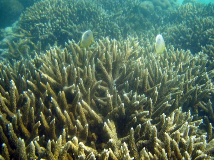 Staghorn koraller ved Anse Soleil - Seychellerne