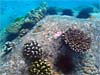 Flotte koraller ved Anse Lazio - Seychellerne