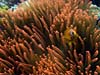 Klovnfisk og rød søanemone