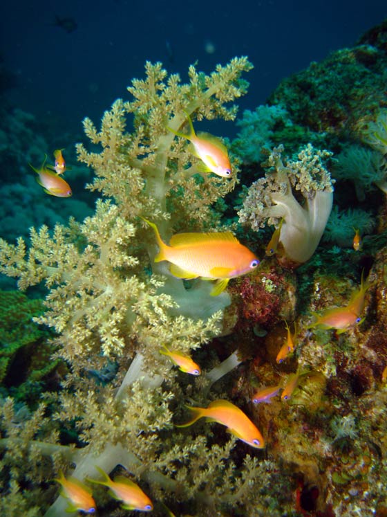 Koraller og fisk ved Goldens Blocks