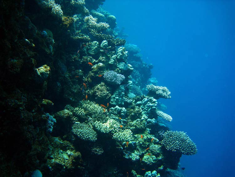 Koralvæg ved Ras Mamlah
