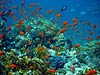 Fanebarser og koraller ved Ras Mohammed