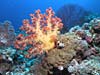 Smuk blødkoral ved Salomonøerne