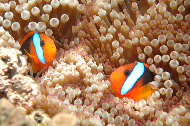 Klovnfisk ved Great Barrier Reef
