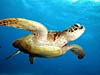 Havskildpadde ved Great Barrier Reef