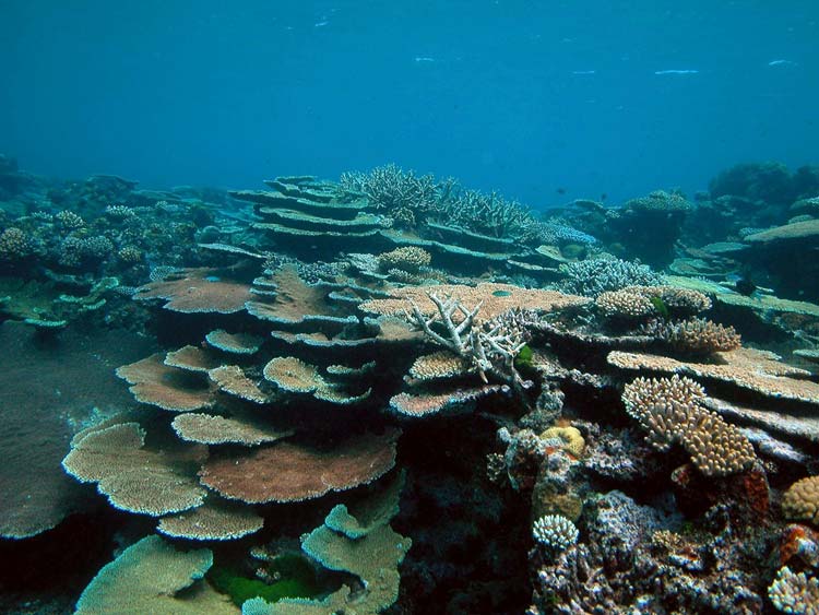 Koraller ved Great Barrier Reef