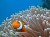 Klovnfisk ved Ribbon Reefs