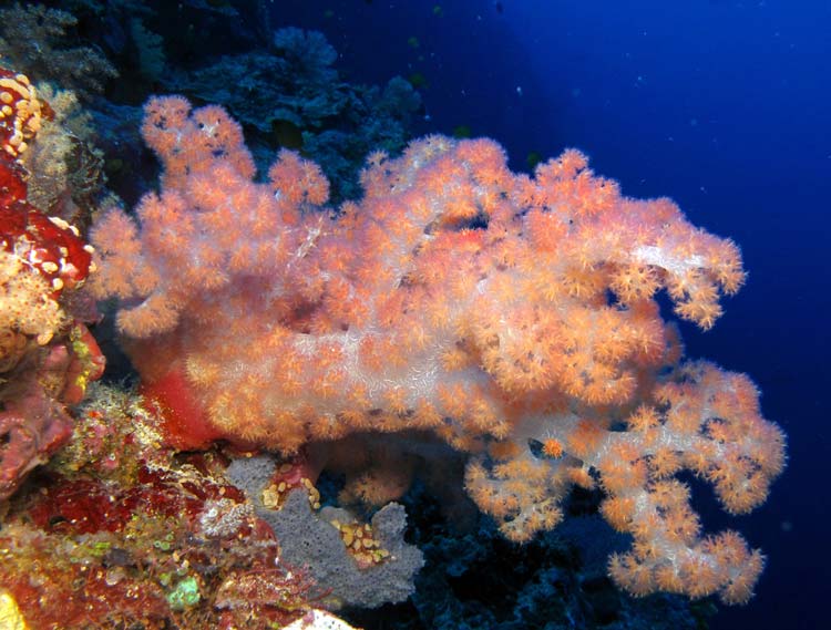 Flot blødkoral ved Apo Reef