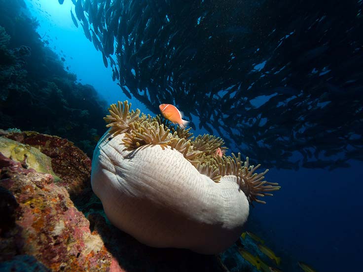 Søanemone og klovnfisk ved Bohol Island