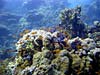 Fisk og koraller ved Ras Ghozlani
