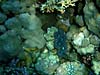 Musling i koralrevet i Sharm el Sheikh