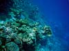 Koralvæg i Sharm el Sheikh