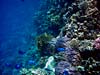 Smuk koralvæg i Sharm el Sheikh