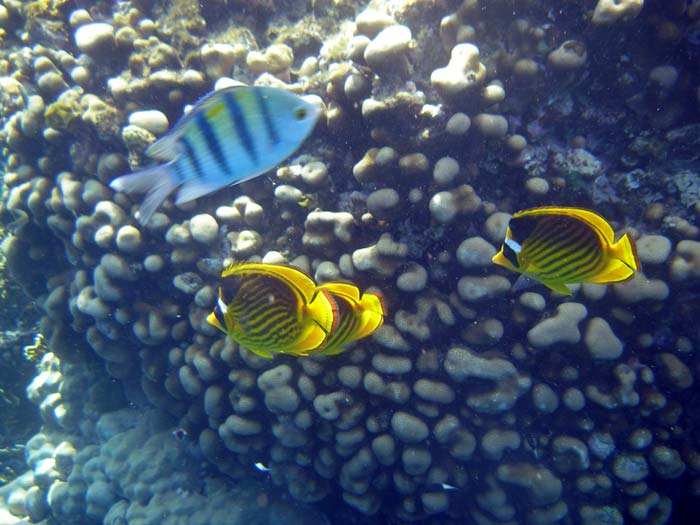 Farvestrålende fisk i Sharm el Sheikh