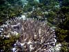 Koraller ved Anse Soleil på Mahe