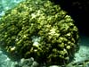 Stor koral ved Anse Royale